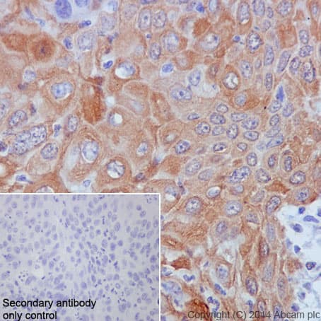 Anti-GM130 antibody [EP892Y] - cis-Golgi Marker(AB52649)