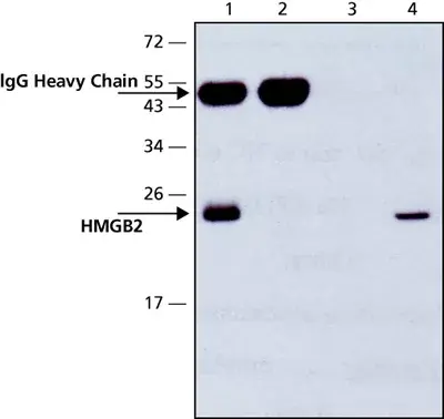 Anti-HMGB2 antibody(AB67282)