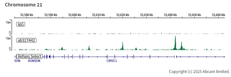 Anti-CEBP Alpha/CEBPA antibody [EPR27924-90](AB317442)