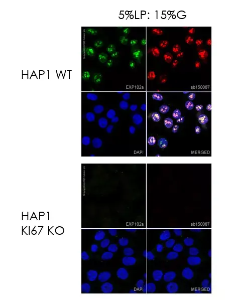 Alexa Fluor® 488 Conjugation Kit (Fast) - Lightning-Link®(AB236553)