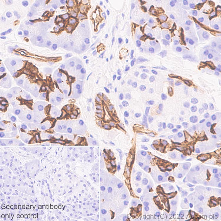Aquaporin 1 Antibody Epr26554 46 Bsa And Azide Free Ab300464  Immunohistochemistry Formalin Pfa Fixed Paraffin Embedded Sections Img400422