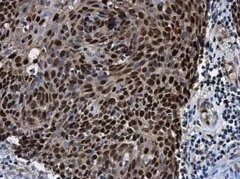 Anti-SOX2 antibody(AB137385)