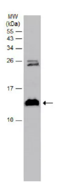 Anti-Parvalbumin antibody(AB256811)