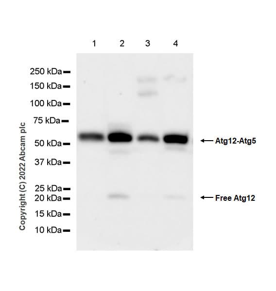 Anti-ATG12 antibody [EPR27485-89] - BSA and Azide free(AB303489)
