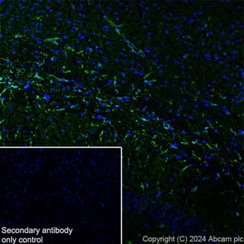 Goat Anti-Rat IgG H&L (Alexa Fluor® 488)(AB150157)