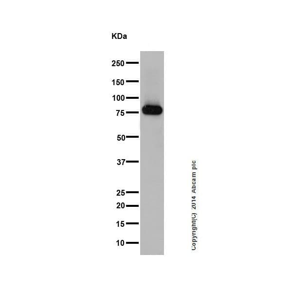 Pkc Antibody Epr16898 Ab179522  Western Blot Img14217