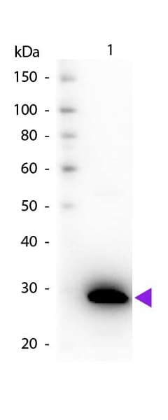 Biotin Anti-GFP antibody(AB6658)