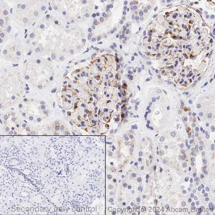 Anti-VEGFA antibody [EP1176Y] - C-terminal(AB52917)