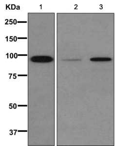 Git1 Antibody Epr10368 Ab171956  Western Blot Img105776