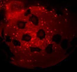 Anti-ATP6V1A antibody(AB209823)