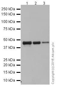 Actr1b Antibody Epr16969 Bsa And Azide Free Ab251406  Western Blot Img62082