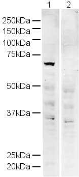 Anti-IRF5 antibody(AB21689)