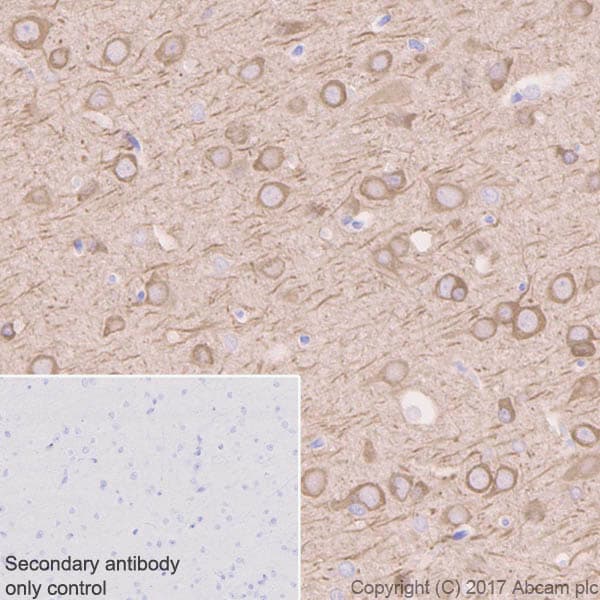 Anti-Tau (phospho T231) antibody [EPR2488] - BSA and Azide free(AB156624)