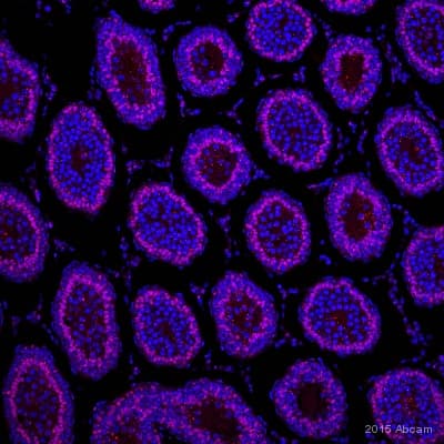 Anti-Wilms Tumor Protein antibody [CAN-R9(IHC)-56-2] - BSA and Azide free(AB216646)