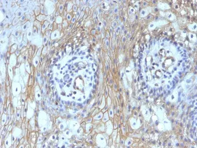 Anti-CD59 antibody [MACIF/629](AB234013)