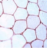 Anti-Dystrophin antibody(AB15277)