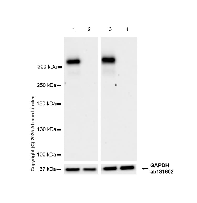 Anti-NG2 antibody [EPR23752-147] - BSA and Azide free(AB275041)