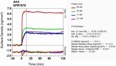 Ak3l1 Antibody Epr7678 Ab131327  Oi Rd Scanning Img97832