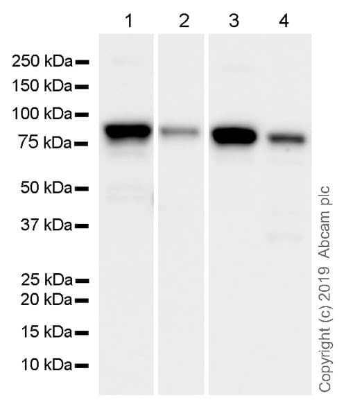 Anti-EWSR1/EWS antibody [21B1](ab252829)