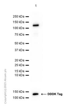 Anti-IL-3RB antibody [EP1037Y] - BSA and Azide free(AB284690)