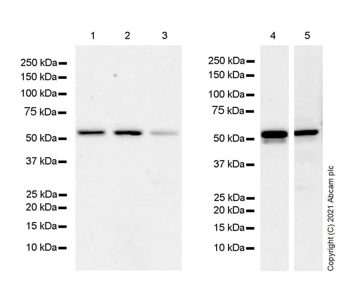 Anti-TM9SF2 antibody [EPR24416-17] - BSA and Azide free(AB281838)