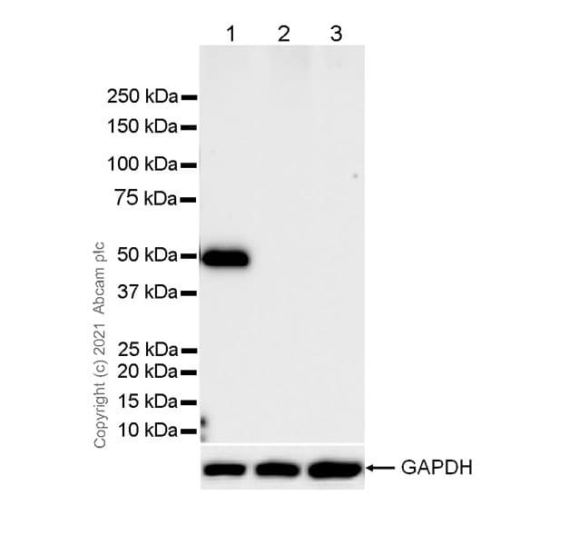Anti-Fibrinogen gamma chain antibody [EP24539-127](AB281924)
