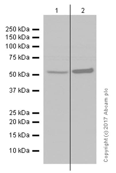 Anti-MLKL (phospho S358) antibody [EPR9514](AB187091)