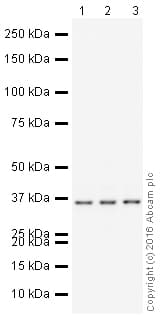 HeLa whole cell lysate(AB150035)