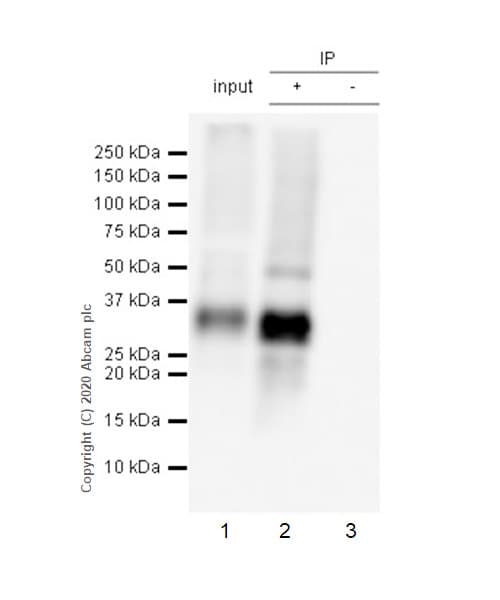 Anti-Mast Cell Tryptase antibody [EPR9522] - Low endotoxin, Azide free(AB216451)