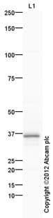 Goat Rabbit Igg H L Hrp Preadsorbed Ab97080  Western Blot Img97858