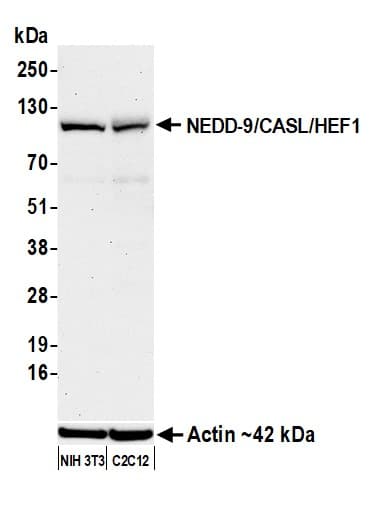 Anti-NEDD-9/CASL/HEF1 antibody [BLR248L] - BSA free(AB314111)