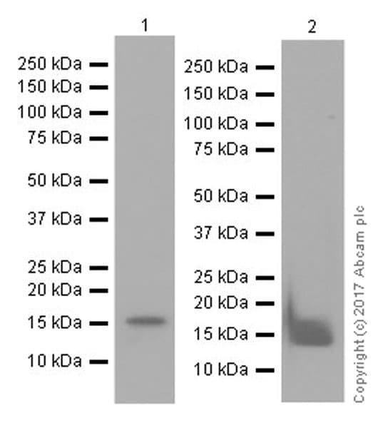 Anti-Histone H3 (citrulline R17) antibody [EPR20358-120](AB219407)