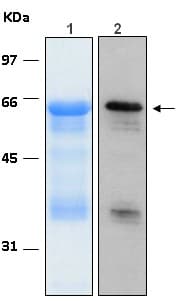 Recombinant Human AKT1 protein(AB116412)