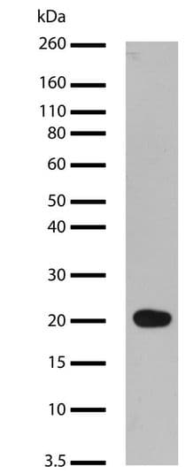 Glp 1 Antibody 24h1l3 Ab200474  Western Blot Img44844