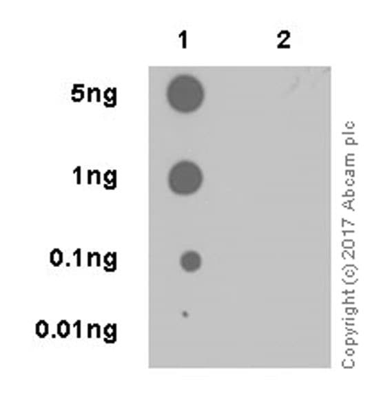 Bnip3l Nix Phospho S81 Antibody Epr19826 Ab208190  Dot Blot Img5731