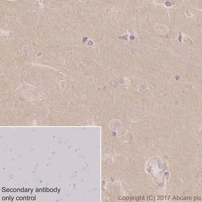 Anti-COX1 / Cyclooxygenase 1 antibody [EPR5866](AB109025)