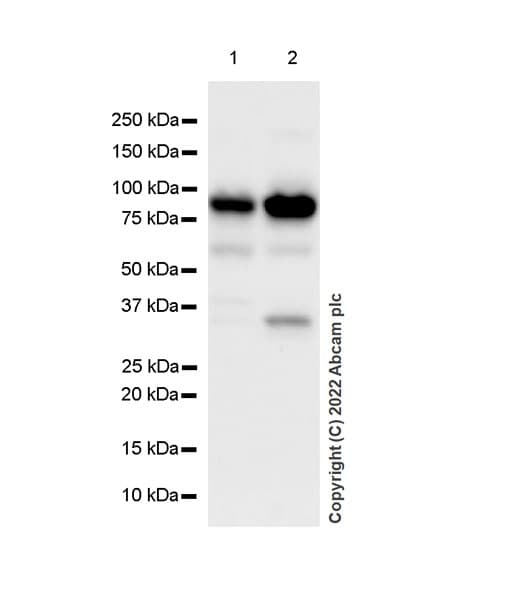Anti-CDT2/RAMP antibody [EPR26845-75](AB306556)
