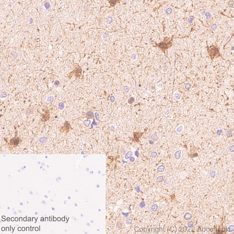 Anti-Aldolase C - C-terminal antibody [EPR26896-2] - BSA and Azide free(AB307413)