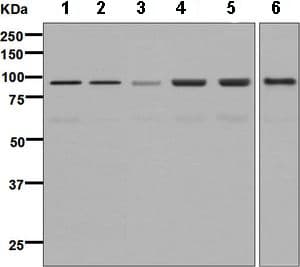 Anti-AKAP 95 antibody [EPR8978(B)](AB134923)
