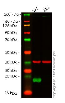 Human PRDX2 (Peroxiredoxin 2/PRP) knockout HEK-293T cell line(ab266392)
