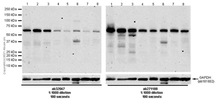 Anti-AMPK alpha 1 antibody [Y365](AB32047)