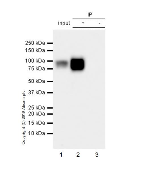 Anti-beta Catenin antibody [E247] - ChIP Grade(AB32572)
