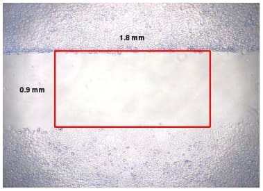 Wound Healing Assay(AB242285)