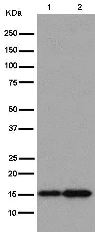 Anti-TOMM20 antibody [EPR15581-54] - Mitochondrial Marker(AB186735)