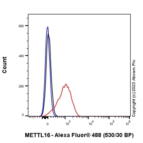 Anti-METTL16 antibody [EPR27236-78](AB313743)