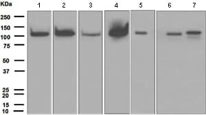 Anti-PI 3 Kinase p110 delta antibody [EPR386](AB109006)