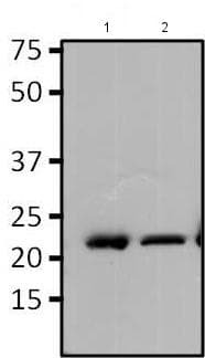 Anti-RAP1A antibody [1D2-1C64](AB175329)