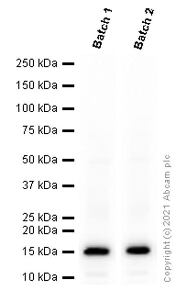 Anti-Iba1 antibody [EPR16589](AB178847)