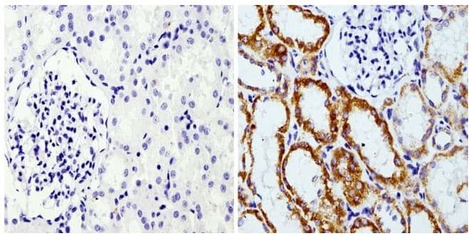 Anti-RAP1A antibody [1D2-1C64](AB175329)