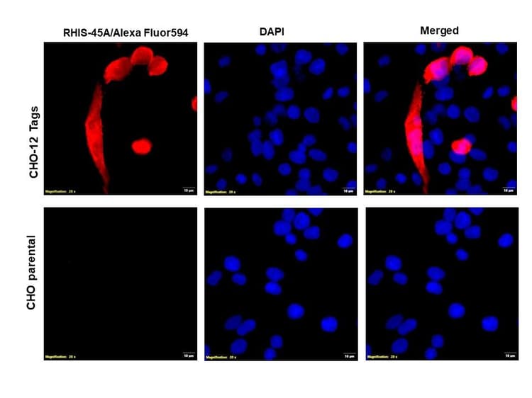 Anti-6X His tag® antibody(AB9108)